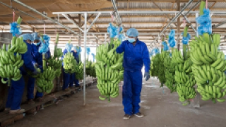 Sếp Hoàng Anh Gia Lai muốn bán hơn 900 tỷ đồng cổ phiếu HNG